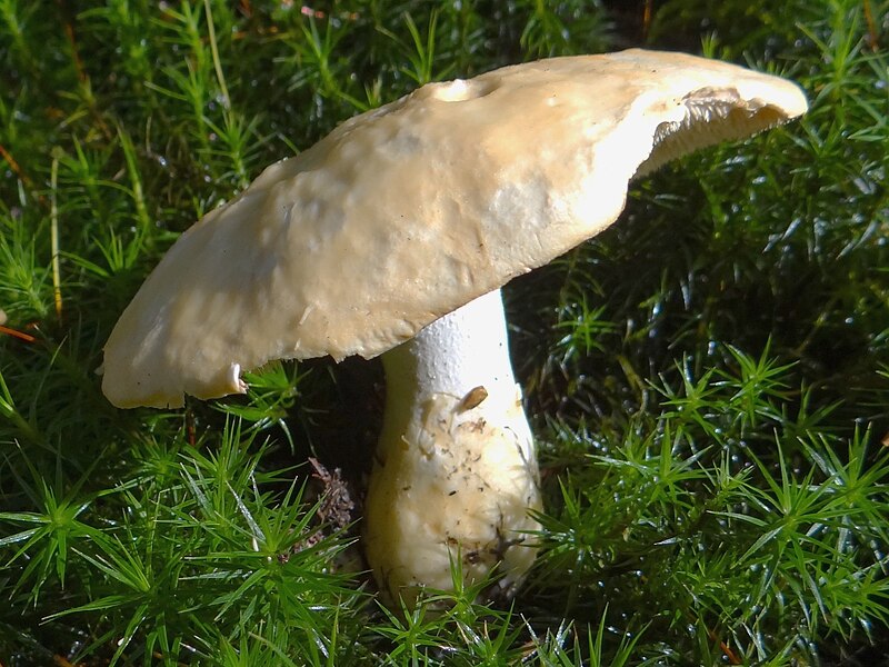 File:Hydnum repandum G4.JPG