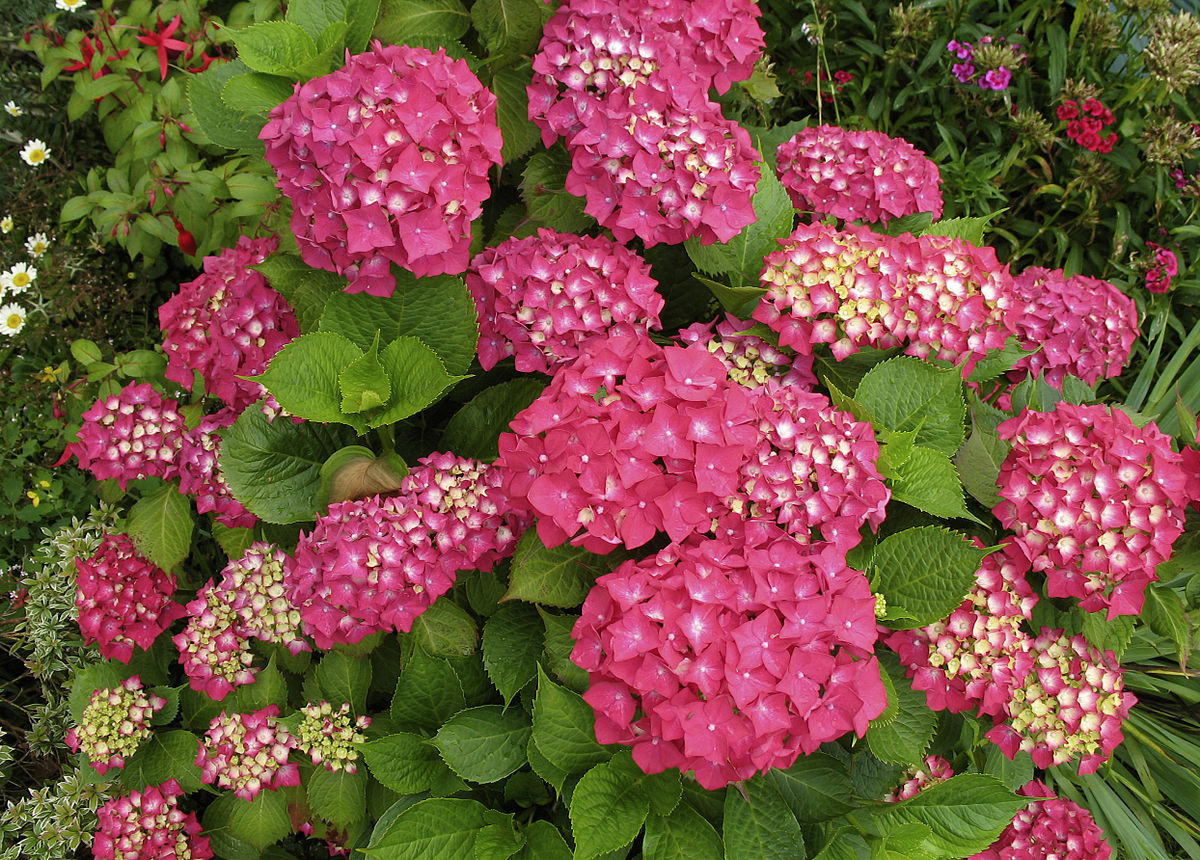 Image of Hydrangea Masja flowers in a garden setting