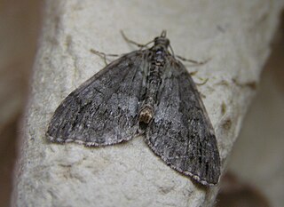 <i>Hydriomena</i> Genus of moths