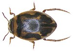 Miniatura para Hygrotus inaequalis