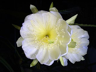 <i>Hylocereus megalanthus</i> Species of plant