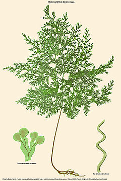 Description de l'image Hymenophyllum hayatai.jpg.