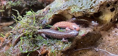 Hynobius sengokui (Winkelzahnmolche)