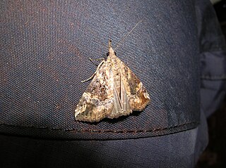 <i>Hypena laceratalis</i> Species of moth
