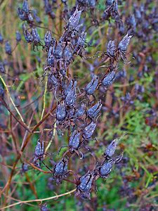 Hypericum perforatum Fruits