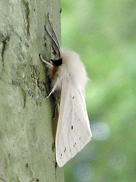 borboleta branca americana