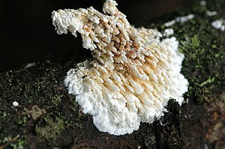 <i>Hyphodontia</i> Genus of fungi