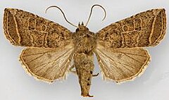 Gipotrix spinosa.JPG