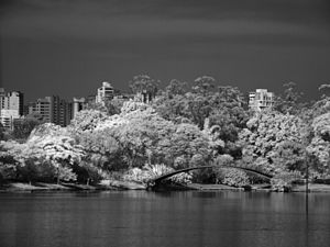 Ibirapuera Inverno 9