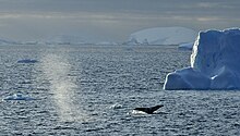 Icebergs Flandes 3.jpg