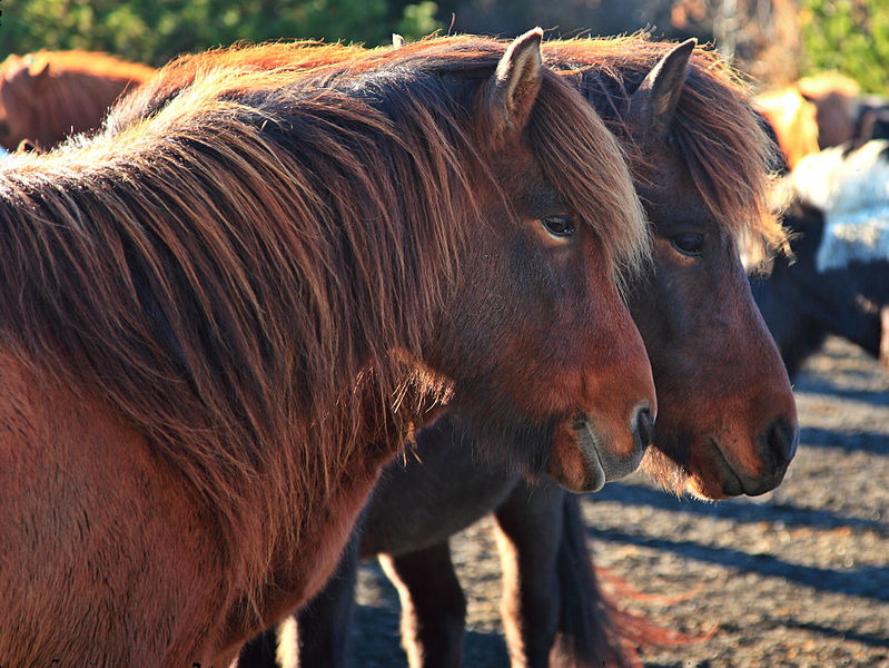 File:Icelandic cuties... (8128914080).jpg