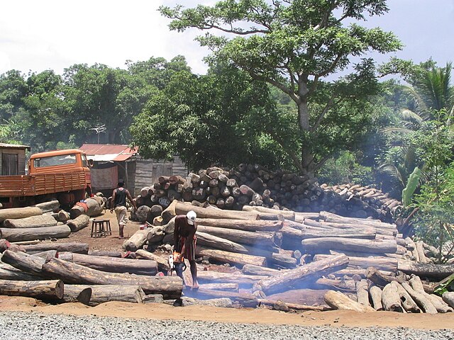 A Single Black Ebony Tree Could Be Worth A Million Dollars