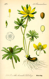 Illustration_Eranthis_hyemalis0.jpg