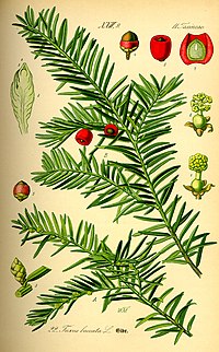 Illustration_Taxus_baccata0.jpg