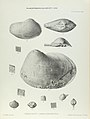 Illustration of Cretaceous Lamelliabranchia by Thomas Alfred Brock-Monograph of Palaeontographical Society-Vol63 1909 0271-Plate43.jpg