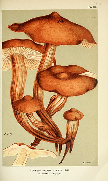 Illustration by M. C.Cooke Illustrations of British Fungi (Hymenomycetes), to serve as an atlas to the "Handbook of British Fungi" (Pl. 141) (6056201280).jpg