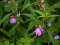 Impatiens balsamina