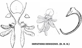<i>Impatiens denisonii</i> Species of flowering plant