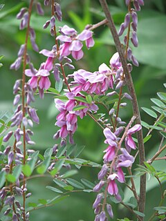 <i>Indigofera pendula</i> Species of plant in the genus Indigofera