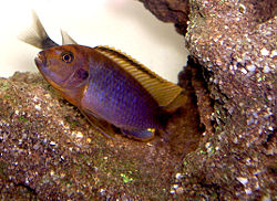 Ruostemalawinahven (Iodotropheus sprengerae)