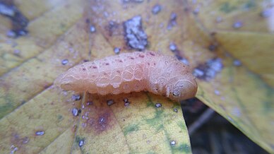 Pourrait-ce être un Iphiclides ?