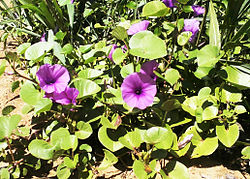 Ipomoea asarifolia.jpg