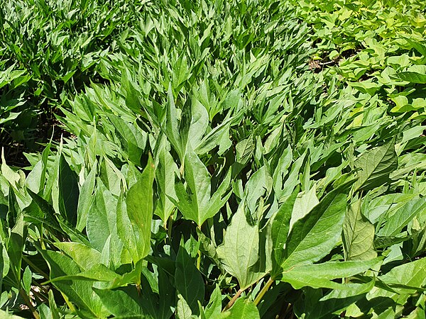 Traditional cultivars of sweet potato (kumara) were staple crops on Polynesian Rapa Nui