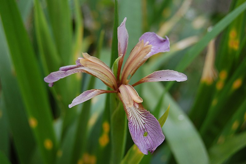 File:Iris foetidissima Poitiers 2.jpg