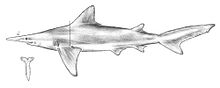 Isogomphodon de la drawing.jpg