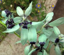 Ixia viridiflora hh.jpg