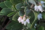 Thumbnail for Arctostaphylos nortensis