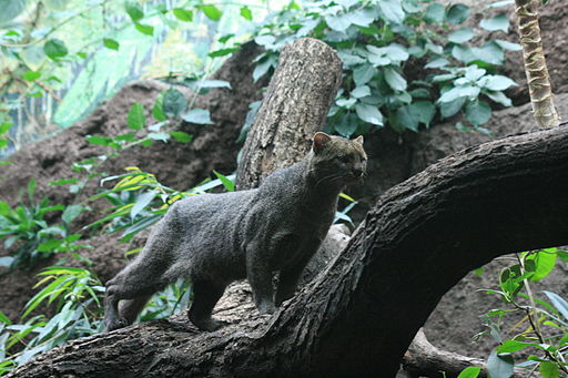 Jaguarundi (Puma yagouaroundi)