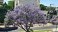 Jacaranda Mimosofilia in Israel