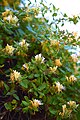 Japanese Honeysuckle (Lonicera japonica).