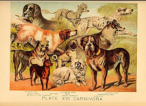 perros - Wikipedia, la enciclopedia libre