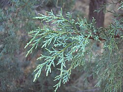 Juniperus deppeana Big Bend NP 2.jpg