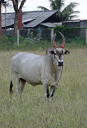 Kangeyam Cow காங்கேயம் நாட்டு மாடு.jpg