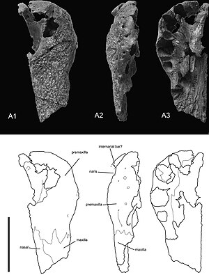 Голотип Kansajsuchus