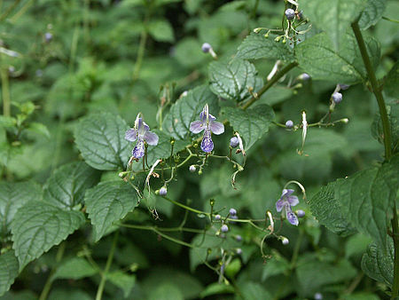 Caryopteris