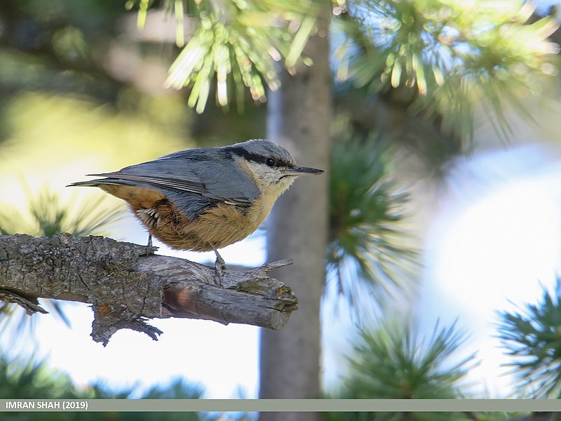 File:Kashmir Nuthatch (Sitta cashmirensis) (48051044821).jpg