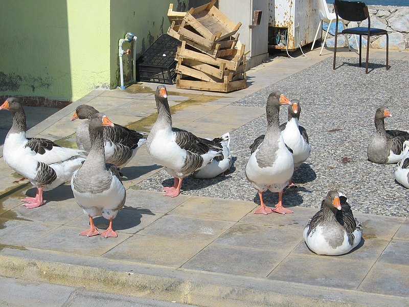 File:Kazlar - geese - Gänse 2 - panoramio.jpg