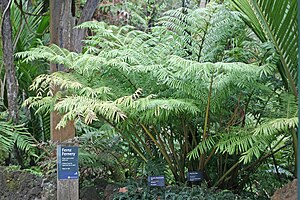 Marattia salicina, New Zealand