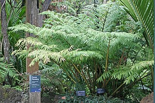 <i>Ptisana</i> Genus of ferns