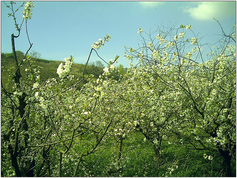 File:Kirschblüte - panoramio (16).jpg