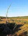 Čeština: Přírodní rezervace Klečové louky - Velká klečová louka, Jizerské hory, okres Liberec - ČR English: Nature reserve Klečové louky in Jizera Mountains, Liberec District in Czech Republic