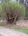 sehr alte Kopfweide im Naturschutzgebiet Kühkopf-Knoblochsaue