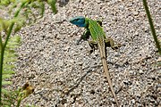 Lagarto arnal (Lacerta schreiberi)