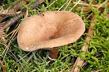 Lactarius helvus - Lindsey.jpg