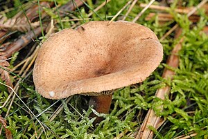 Lactarius helvus - Lindsey.jpg