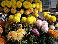 Lahr Chrysanten 4.jpg